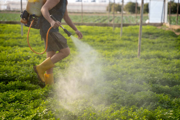 Best Wasp Removal Services  in Citrus City, TX